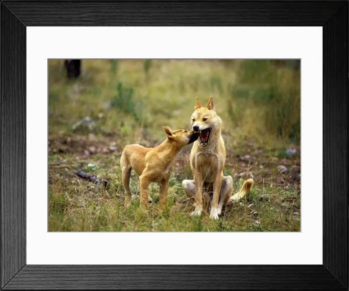 Framed Print : Dingo (Canis lupus dingo) pup showing submissoin to adult, Southern New South Wales, Australia JPF26727 Framed Print : Dingo (Canis lupus dingo) pup showing submissoin to adult, Southern New South Wales, Australia JPF26727