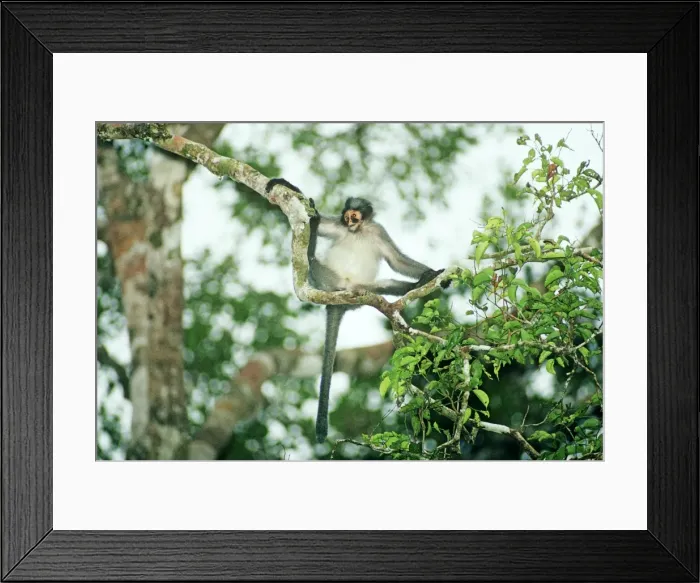 Framed Print : Hose's langur / Grey leaf monkey - Hanging from branch - Sabah, Borneo, Malaysia JPF29969 Framed Print : Hose's langur / Grey leaf monkey - Hanging from branch - Sabah, Borneo, Malaysia JPF29969