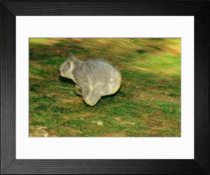 Framed Print : Koala - Running on ground, Australia JPF29917 Framed Print : Koala - Running on ground, Australia JPF29917