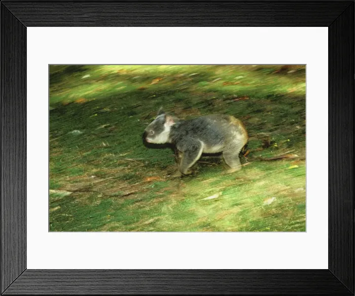 Framed Print : Koala - Running on ground - Australia JPF29918 Framed Print : Koala - Running on ground - Australia JPF29918