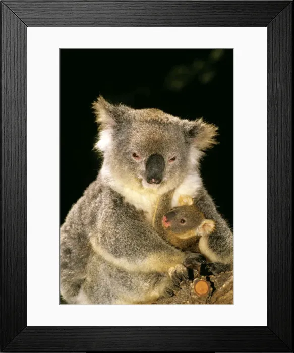 Framed Print : Koala - mother and young, Australia JPF29887 Framed Print : Koala - mother and young, Australia JPF29887