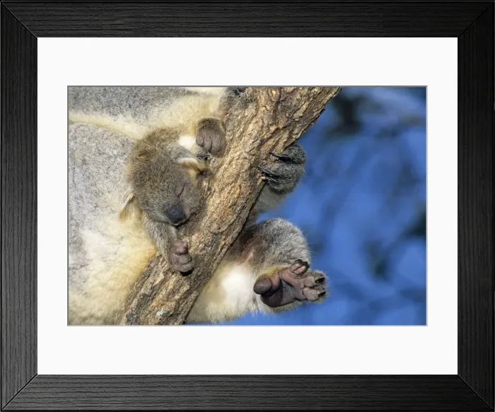 Framed Print : Koala - young held by mother against a branch, Australia JPF29907 Framed Print : Koala - young held by mother against a branch, Australia JPF29907