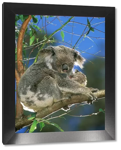 Koala - Female and young in tree - Australia JPF29808