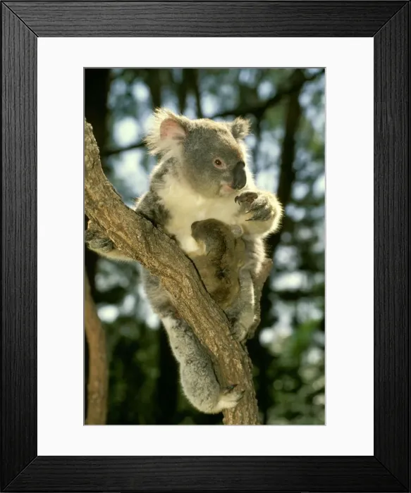 Framed Print : Koala - Female and young in tree - Australia JPF29870 Framed Print : Koala - Female and young in tree - Australia JPF29870