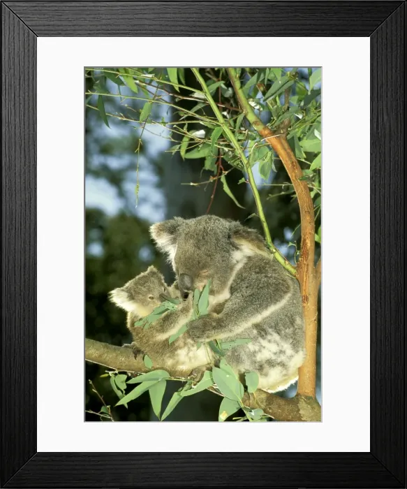 Framed Print : Koala - Female and young in tree - Australia JPF29799 Framed Print : Koala - Female and young in tree - Australia JPF29799