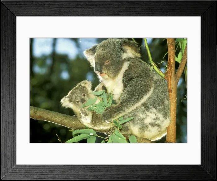 Framed Print : Koala - Female and young in tree - Australia JPF29803 Framed Print : Koala - Female and young in tree - Australia JPF29803