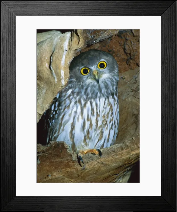 Framed Print : Barking Owl - Australia, northern Moluccas to New Guinea, Australia except desert areas & Tasmania JPF33865 Framed Print : Barking Owl - Australia, northern Moluccas to New Guinea, Australia except desert areas & Tasmania JPF33865