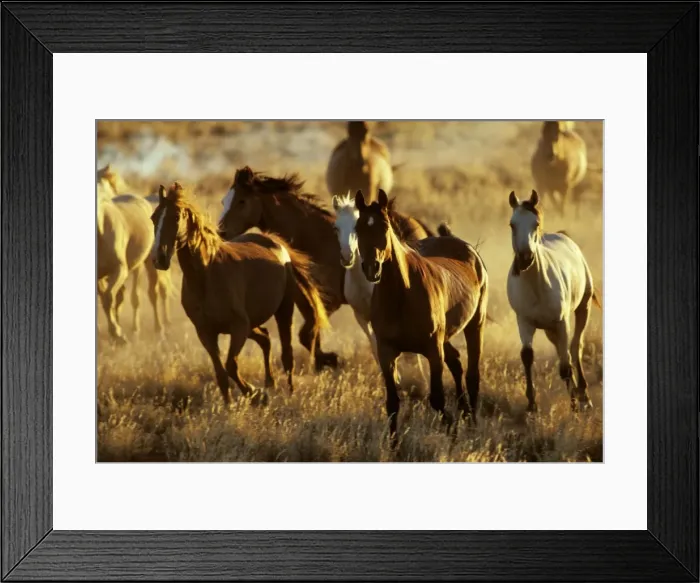 Framed Print : Feral horses - brumbies, Tero Creek Station, New South Wales, Australia JPF19416 Framed Print : Feral horses - brumbies, Tero Creek Station, New South Wales, Australia JPF19416
