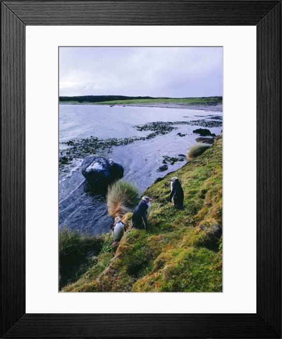 Framed Print : Yellow-eyed Penguin - Enderby Island, Auckland Islands, New Zealand SubAntarctic, New Zealand region JPF20599 Framed Print : Yellow-eyed Penguin - Enderby Island, Auckland Islands, New Zealand SubAntarctic, New Zealand region JPF20599