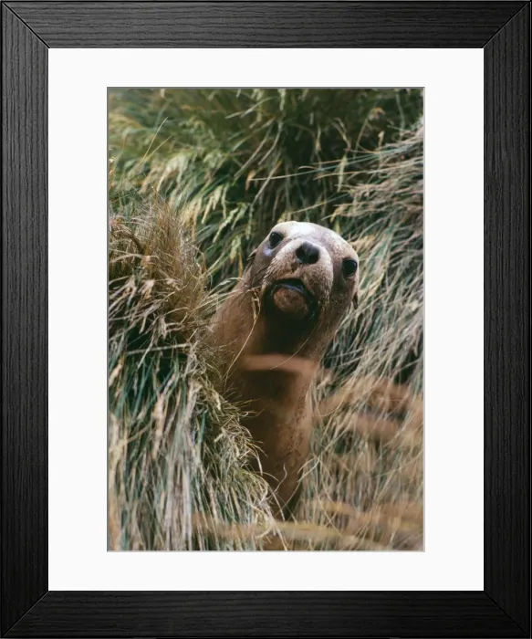 Framed Print : Hooker's / New Zealand Sea Lion - Campbell Island, New Zealand SubAntarctic JPF20669 Framed Print : Hooker's / New Zealand Sea Lion - Campbell Island, New Zealand SubAntarctic JPF20669
