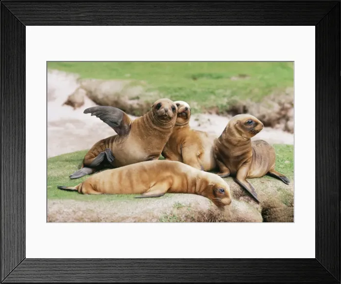 Framed Print : Hooker's / New Zealand Sea Lion - Pups, Enderby Island, Auckland Islands, New Zealand SubAntarctic JPF20693 Framed Print : Hooker's / New Zealand Sea Lion - Pups, Enderby Island, Auckland Islands, New Zealand SubAntarctic JPF20693
