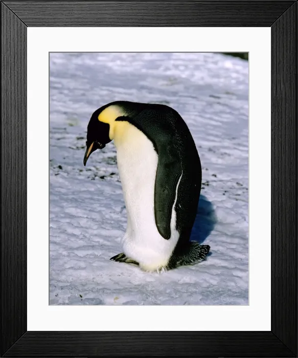 Framed Print : Emperor penguin -Adult finishing its moult after breeding season - Cape Evans nr McMurdo Sound - Antarctica JPF21584 Framed Print : Emperor penguin -Adult finishing its moult after breeding season - Cape Evans nr McMurdo Sound - Antarctica JPF21584