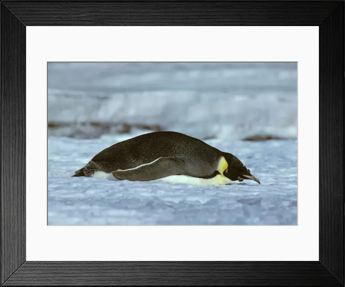 Framed Print : Emperor Penguin -Adult finishing its moult (February), in tobagganing pose - Cape Evans nr McMurdo Sound - Antarctica JPF20531 Framed Print : Emperor Penguin -Adult finishing its moult (February), in tobagganing pose - Cape Evans nr McMurdo Sound - Antarctica JPF20531