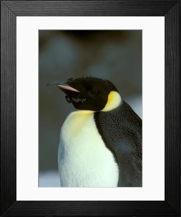 Framed Print : Emperor Penguin -Adult finishing its moult (February) - Ross Island - Antarctica JPF20527 Framed Print : Emperor Penguin -Adult finishing its moult (February) - Ross Island - Antarctica JPF20527