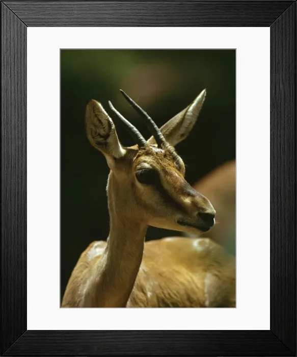 Framed Print : Mountain Gazelle - vulnerable species. Portrait, Arabian Peninsula JPF23383 Framed Print : Mountain Gazelle - vulnerable species. Portrait, Arabian Peninsula JPF23383