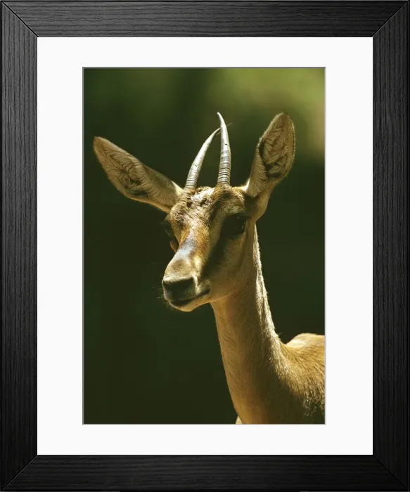 Framed Print : Mountain Gazelle - vulnerable species. Portrait, Arabian Peninsula JPF23382 Framed Print : Mountain Gazelle - vulnerable species. Portrait, Arabian Peninsula JPF23382