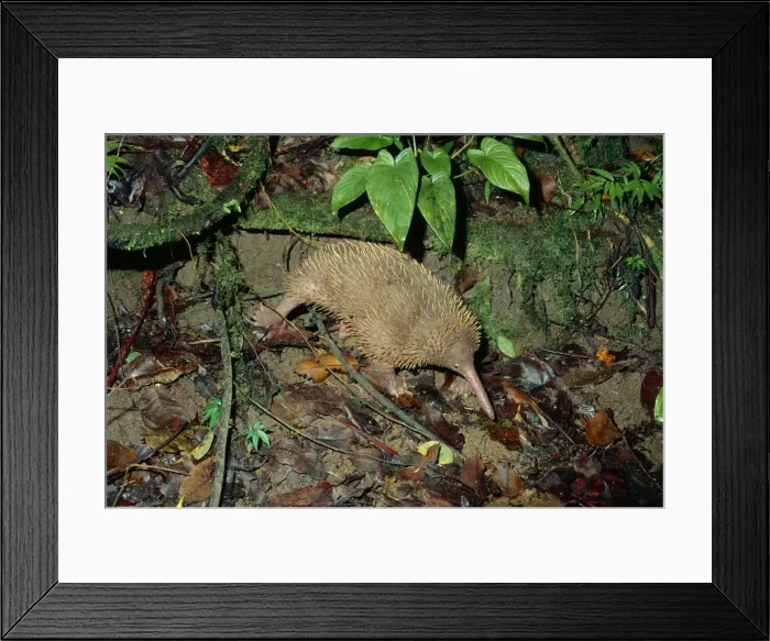 Framed Print : Long-beaked Echidna - foraging, Papua New Gunea, endemic, New guinea highland forests JPF27522 Framed Print : Long-beaked Echidna - foraging, Papua New Gunea, endemic, New guinea highland forests JPF27522
