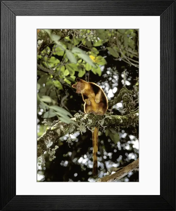Framed Print : Goodfellow's tree-kangaroo - In tree - Montane forest of central cordillera, Papua New Guinea, Papua New Guinea highlands JPF27512