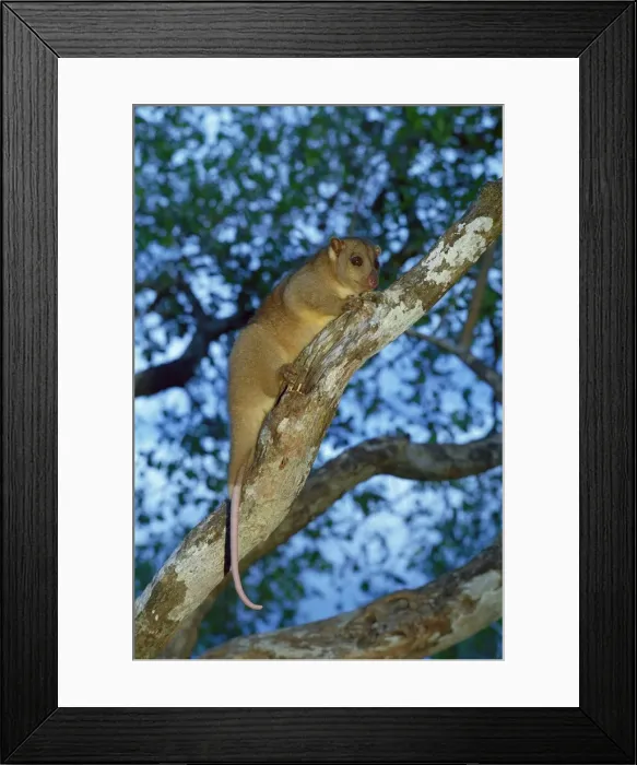 Framed Print : Grey Cuscus / formerly known as North Common Cuscus; on branch in tree, Western Sepik, Papua New Guinea JPF27241 Framed Print : Grey Cuscus / formerly known as North Common Cuscus; on branch in tree, Western Sepik, Papua New Guinea JPF27241