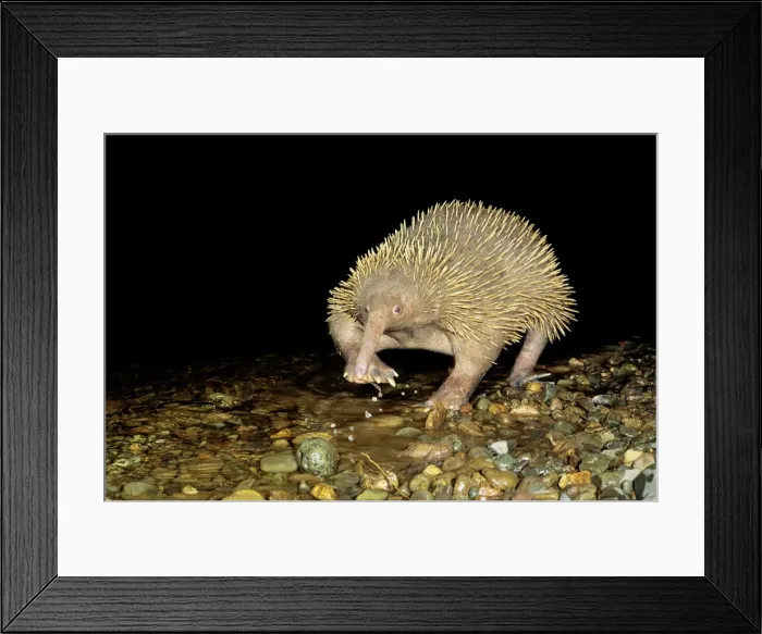 Framed Print : Long-beaked Echidna - Crossing water, Papua New Guinea endemic, New Guinea highland forests JPF27528 Framed Print : Long-beaked Echidna - Crossing water, Papua New Guinea endemic, New Guinea highland forests JPF27528