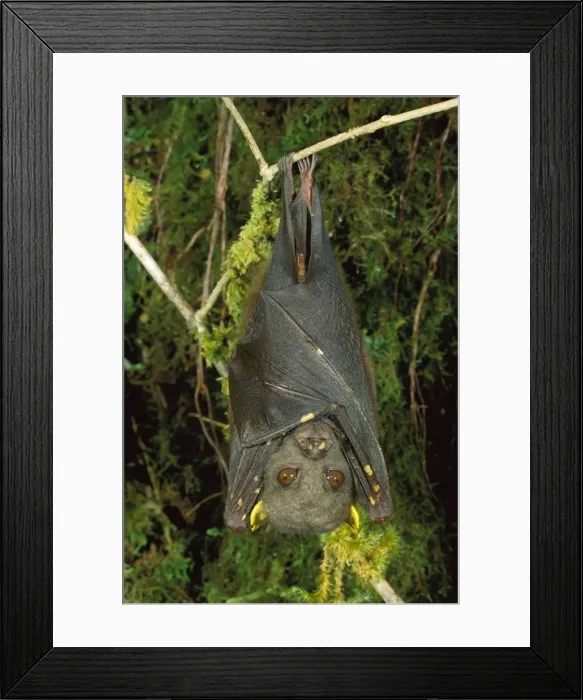 Framed Print : An undescribed tube-nosed Bat - Hanging upside down - Torricelli Range, Western Sepik, Papua New Guinea JPF27382 Framed Print : An undescribed tube-nosed Bat - Hanging upside down - Torricelli Range, Western Sepik, Papua New Guinea JPF27382