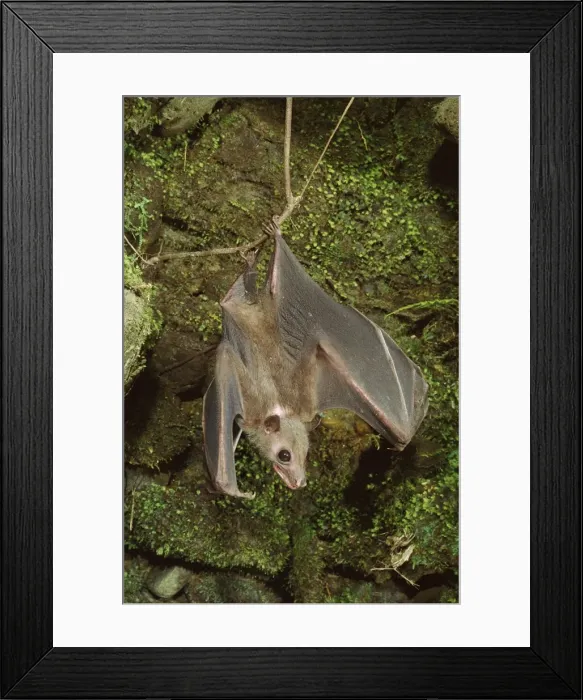 Framed Print : Roussette Bat - Hanging upside down - Papua New Guinea, SE Asia, Indonesia JPF27379 Framed Print : Roussette Bat - Hanging upside down - Papua New Guinea, SE Asia, Indonesia JPF27379