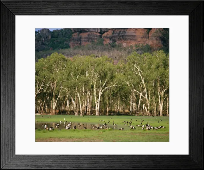 Framed Print : Magpie Geese - Kakadu National Park (World Heritage Area) - Northern Territory, Australia JPF24097