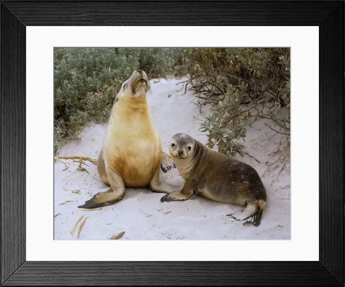 Framed Print : Australian Sea Lion - Mother and pup on sand - Seal Bay Conservation Park, Kangaroo Island, South Australia JPF24090 Framed Print : Australian Sea Lion - Mother and pup on sand - Seal Bay Conservation Park, Kangaroo Island, South Australia JPF24090