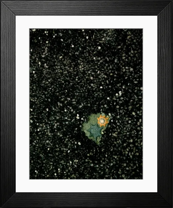 Framed Print : Mussels - Common or Carpet eight-armed seastars (Patiriella calcar) at low tide, Eaglehawk Neck, Tasmania, Australia JPF23415 Framed Print : Mussels - Common or Carpet eight-armed seastars (Patiriella calcar) at low tide, Eaglehawk Neck, Tasmania, Australia JPF23415