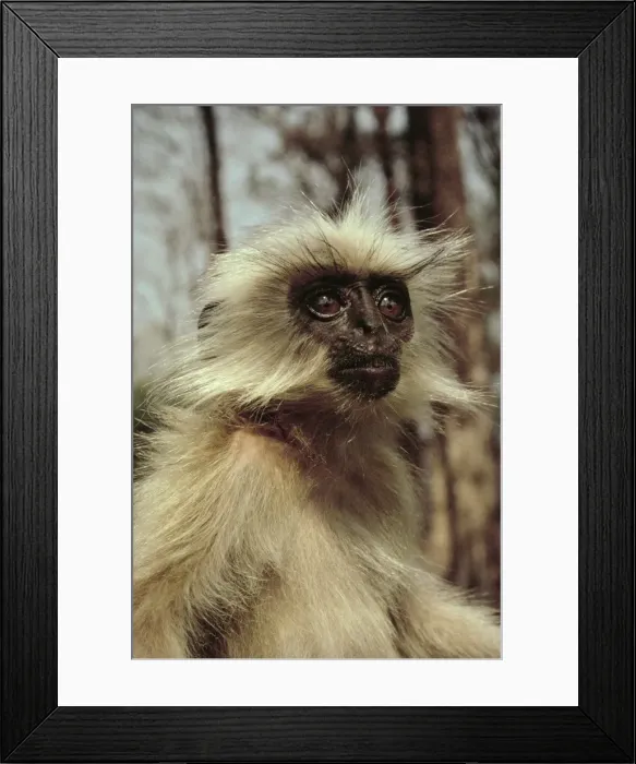 Framed Print : Golden langur - Bhutan JPF19395 Framed Print : Golden langur - Bhutan JPF19395