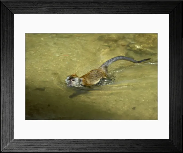 Framed Print : Crab-eating / Long-tailed Macaque swimming, Sabah, Borneo, Malaysia JPF19175 Framed Print : Crab-eating / Long-tailed Macaque swimming, Sabah, Borneo, Malaysia JPF19175