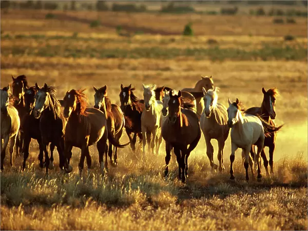 Brumbies (Wild horses) introduced by settlers from the late 18th century have a disastrous impact on the environment, Kakadu National Park (World Heritage Area), Northern Territory, Australia JPF18894