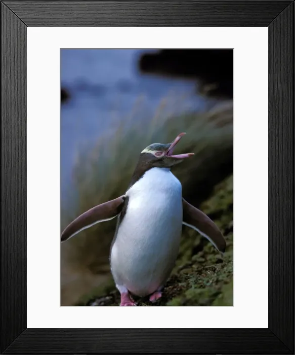 Framed Print : Yellow-eyed Penguin - Enderby Island, Auckland Islands, New Zealand SubAntarctic JPF20579 Framed Print : Yellow-eyed Penguin - Enderby Island, Auckland Islands, New Zealand SubAntarctic JPF20579