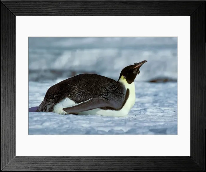 Framed Print : Emperor penguin - Adult finishing moult - in tobogganing pose - Cape Evans, Ross Island, Antarctica JPF20535 Framed Print : Emperor penguin - Adult finishing moult - in tobogganing pose - Cape Evans, Ross Island, Antarctica JPF20535