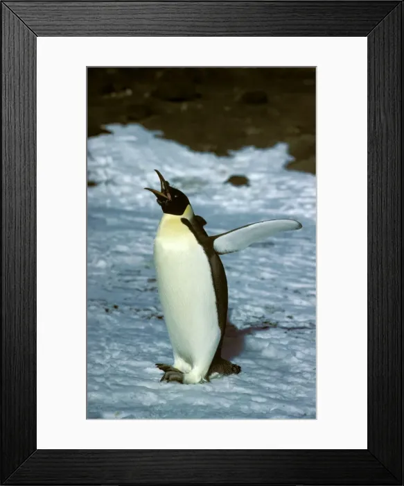 Framed Print : Emperor Penguin - Adult finishing moult - with mouth open - Cape Evans - Ross Island, Antarctica JPF20505 Framed Print : Emperor Penguin - Adult finishing moult - with mouth open - Cape Evans - Ross Island, Antarctica JPF20505