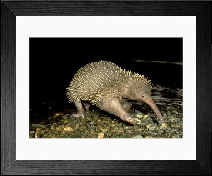 Framed Print : Long-beaked Echidna - crossing a rocky stream, Papua New Guinea (endemic) JPF27529 Framed Print : Long-beaked Echidna - crossing a rocky stream, Papua New Guinea (endemic) JPF27529