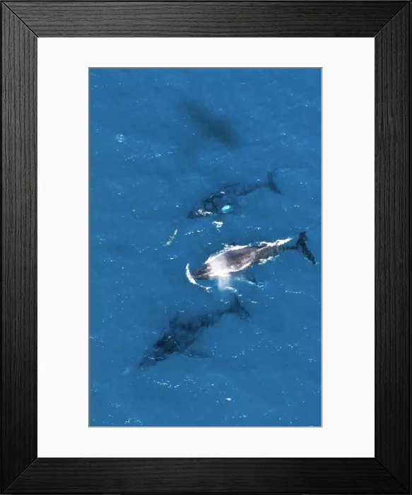 Framed Print : Humpback Whale - aerial view with Bottlenose dolphin, Platypus Bay, Fraser Island, Queensland, Australia JPF25522 Framed Print : Humpback Whale - aerial view with Bottlenose dolphin, Platypus Bay, Fraser Island, Queensland, Australia JPF25522
