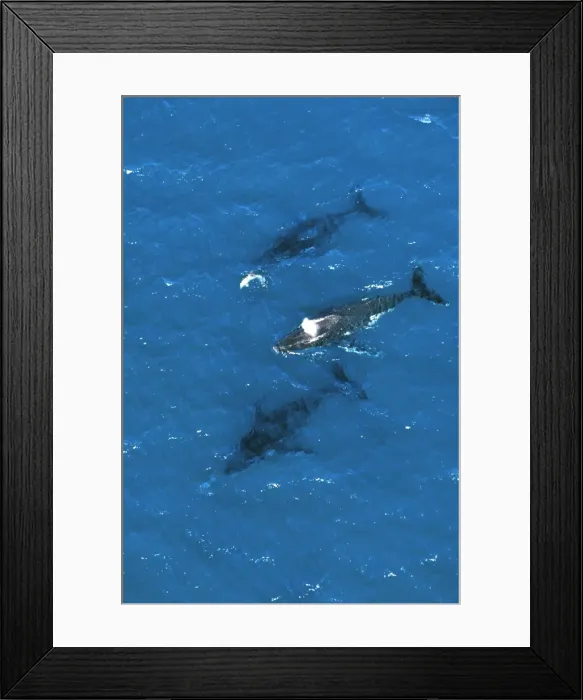 Framed Print : Humpback Whale - aerial view of migrating pod, off Fraser Island, Queensland, Australia JPF25491 Framed Print : Humpback Whale - aerial view of migrating pod, off Fraser Island, Queensland, Australia JPF25491
