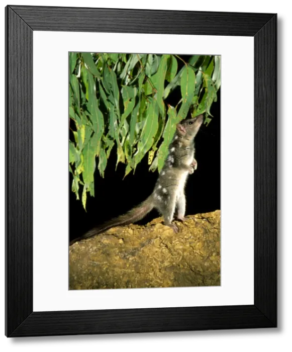 Framed Print : Northern Quoll - Stretched - standing on hind legs, Northern Australia JPF28985 Framed Print : Northern Quoll - Stretched - standing on hind legs, Northern Australia JPF28985