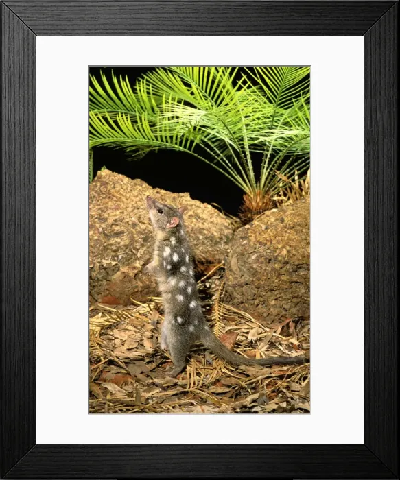 Framed Print : Northern Quoll - Stretched - standing on hind legs - Northern Australia JPF28984 Framed Print : Northern Quoll - Stretched - standing on hind legs - Northern Australia JPF28984