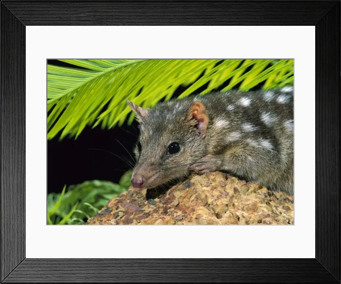 Framed Print : Northern Quoll - portrait, Northern Australia JPF28925 Framed Print : Northern Quoll - portrait, Northern Australia JPF28925