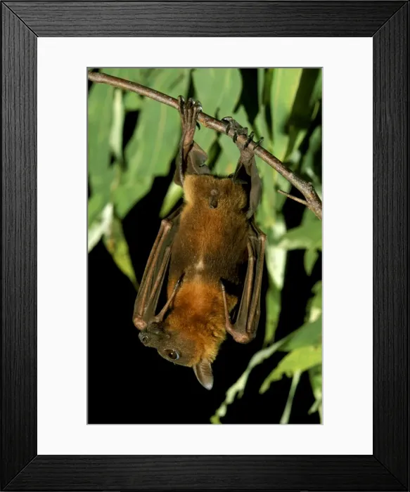 Framed Print : Little Red Flying Fox - Roosting, Northern Australia, Northern and Eastern Australia JPF28867 Framed Print : Little Red Flying Fox - Roosting, Northern Australia, Northern and Eastern Australia JPF28867