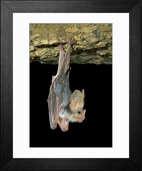 Framed Print : Ghost Bat - Hanging suspended from cave roof showing nose leaf in profile, Northern Australia, Northern Australia JPF28857 Framed Print : Ghost Bat - Hanging suspended from cave roof showing nose leaf in profile, Northern Australia, Northern Australia JPF28857