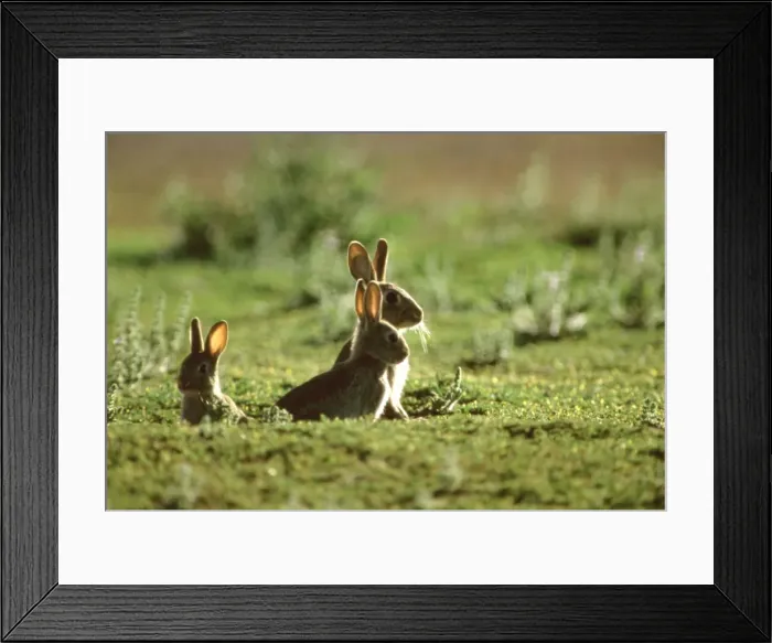 Framed Print : Rabbit - Three emerging from hole, Australia JPF28246 Framed Print : Rabbit - Three emerging from hole, Australia JPF28246