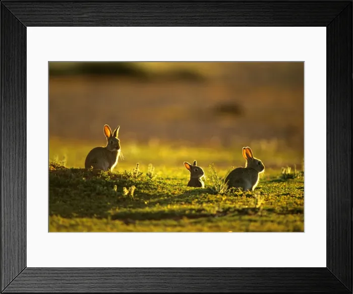 Framed Print : Rabbit - an introduced pest to Australia JPF28245 Framed Print : Rabbit - an introduced pest to Australia JPF28245