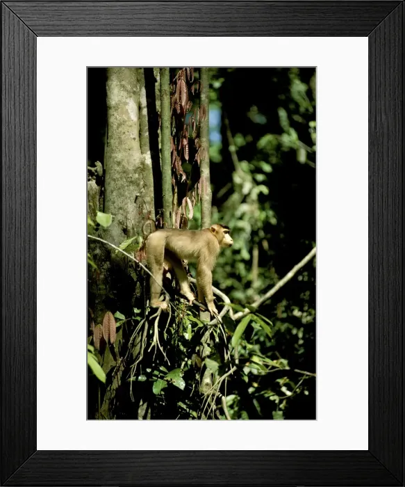 Framed Print : Pig-tailed Macaque - in tree, Sabah, Borneo, Malaysia JPF29659