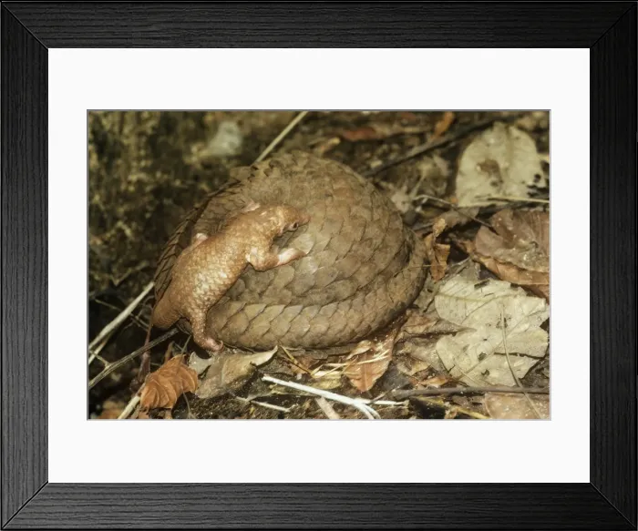 Framed Print : Three -cusped / Tree / White-bellied Pangolin Ghana Framed Print : Three -cusped / Tree / White-bellied Pangolin Ghana