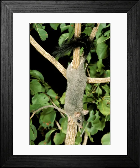 Framed Print : Brush-tailed Phascogale (Tuan) - Female climbing tree, Northern Australia JPF28980 Framed Print : Brush-tailed Phascogale (Tuan) - Female climbing tree, Northern Australia JPF28980