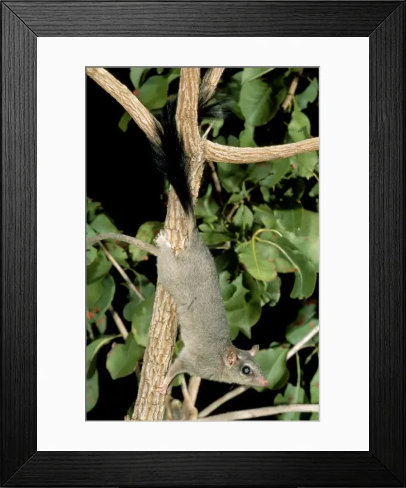 Framed Print : Brush-tailed Phascogale (Tuan) - Female climbing tree, Northern Australia, northern Australia IUCN Red list 2000: LR JPF28979 Framed Print : Brush-tailed Phascogale (Tuan) - Female climbing tree, Northern Australia, northern Australia IUCN Red list 2000: LR JPF28979
