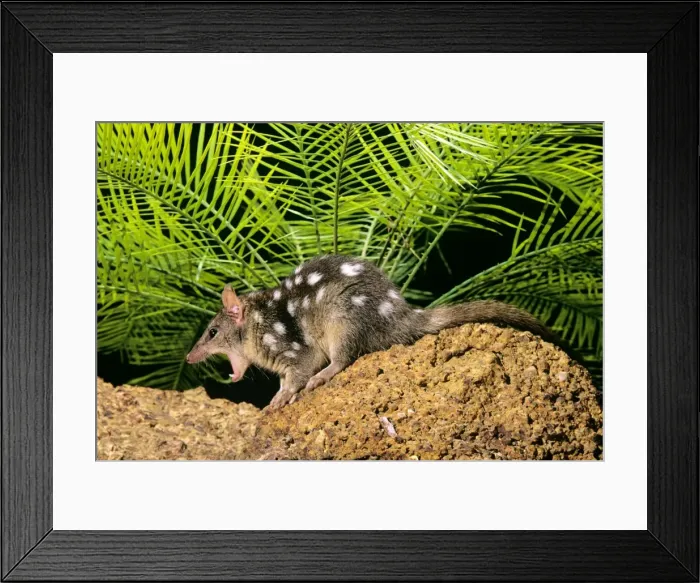 Framed Print : Northern Quoll - with mouth wide open, Northern Australia JPF28936 Framed Print : Northern Quoll - with mouth wide open, Northern Australia JPF28936